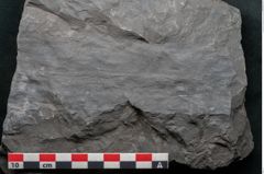 Foto (Detailansicht) von Noeggerathia palmaeformis Goeppert (NHMW-GEO-2024-0188-10745)